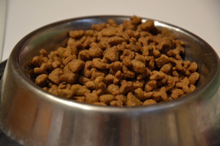 Katzentrockenfutter Darauf solltest du bei Trockenfutter für Katzen achten Katzentrockenfutter Darauf solltest du bei Trockenfutter für Katzen achten