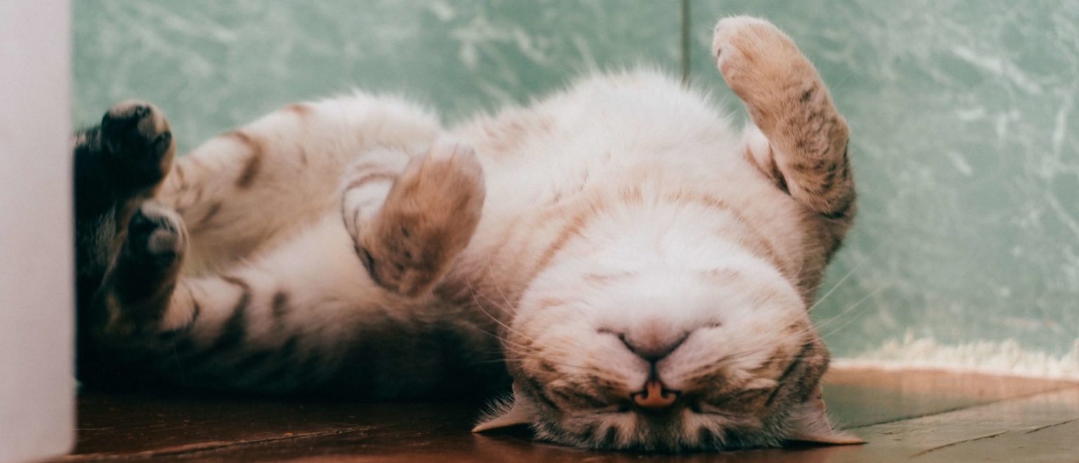 Katzenleckerlies und Katzensnacks 🐈 Checkliste für gute Katzensnacks